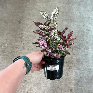 Hypoestes sp. 4" - Polka Dot Plant