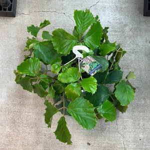 Tetrastigma Vine 10" Hanging Basket