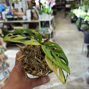 Monstera Adansonii Variegata Aurea 4" Plant A