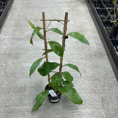 Hoya finlaysonii Chicken Farm 4