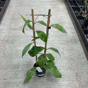 Hoya finlaysonii Chicken Farm 4"