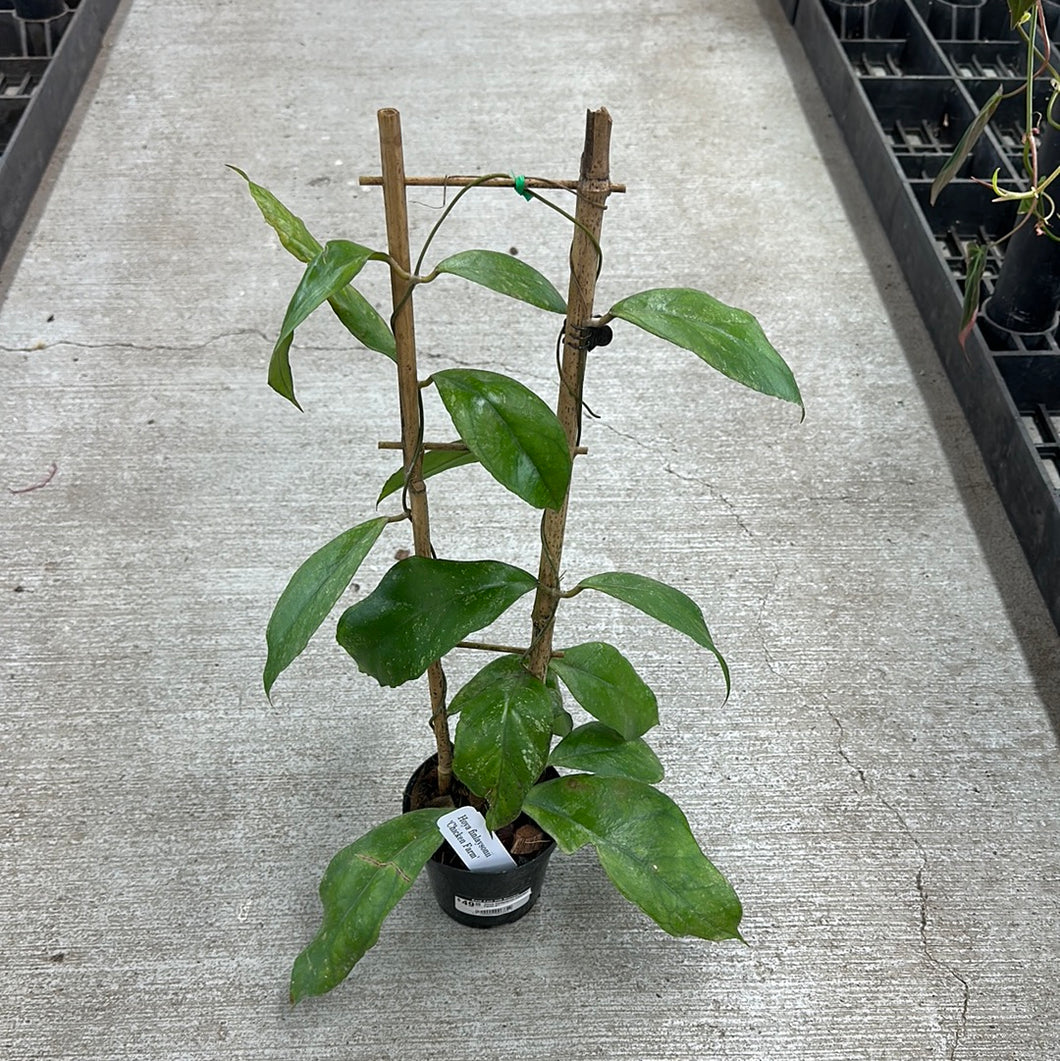 Hoya finlaysonii Chicken Farm 4