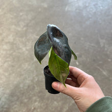 Load image into Gallery viewer, Alocasia azlanii 2&quot; - Red Mambo