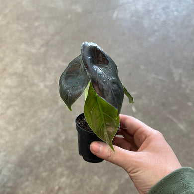 Alocasia azlanii 2