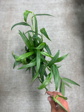 Load image into Gallery viewer, Epipremnum &#39;Amplissimum&#39; 6&quot;