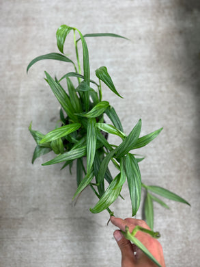 Epipremnum 'Amplissimum Silver' 6