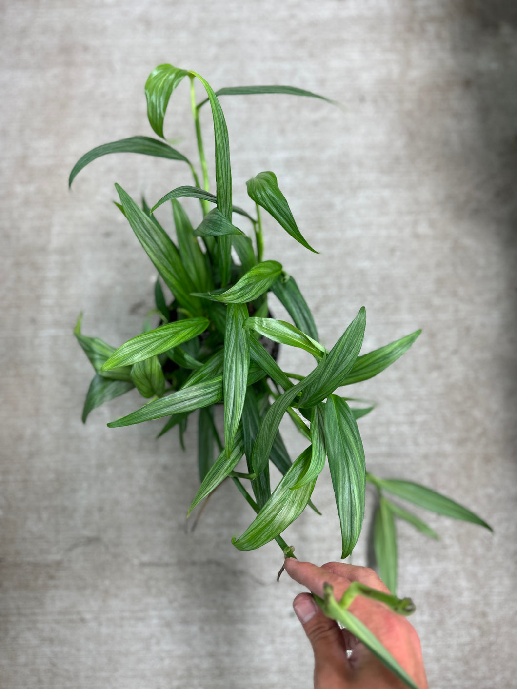 Epipremnum 'Amplissimum' 6