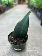 Load image into Gallery viewer, Sansevieria Masoniana 6&quot; - Whale Fin Snake Plant