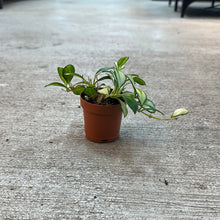 Load image into Gallery viewer, Hoya heuschkeliana variegata 2&quot;