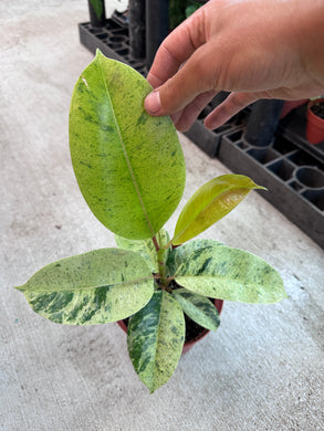 Ficus Shivereana 6