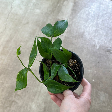 Hoya Polyneura 4