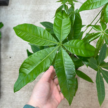 Load image into Gallery viewer, Pachira aquatica 6&quot; - Money Tree Braid