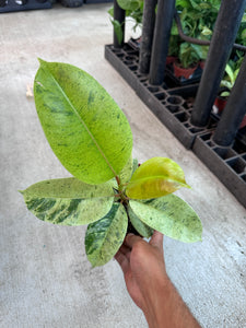 Ficus Shivereana 6"