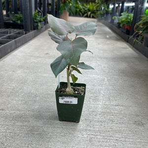Ficus petiolaris 4" - Fig