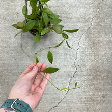 Load image into Gallery viewer, Hoya walliniana UT152 4&quot; HB