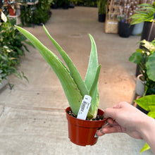 Load image into Gallery viewer, Aloe Vera 4&quot;