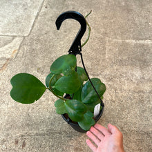 Load image into Gallery viewer, Hoya kerrii 6&quot;HB
