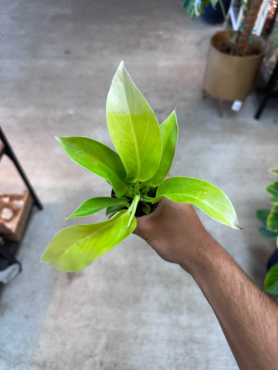 Philodendron Moonlight 2