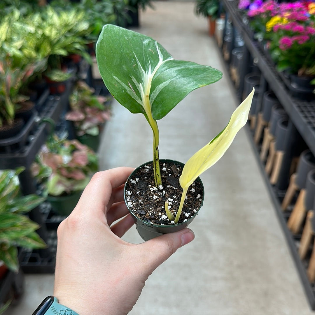 mutant manjula pothos Pothos Mutant Manjula 2" – Kent East Hill Nursery