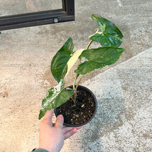 Load image into Gallery viewer, Syngonium Albo Podophyllum 4&quot; Small