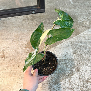 Syngonium Albo Podophyllum 4" Small