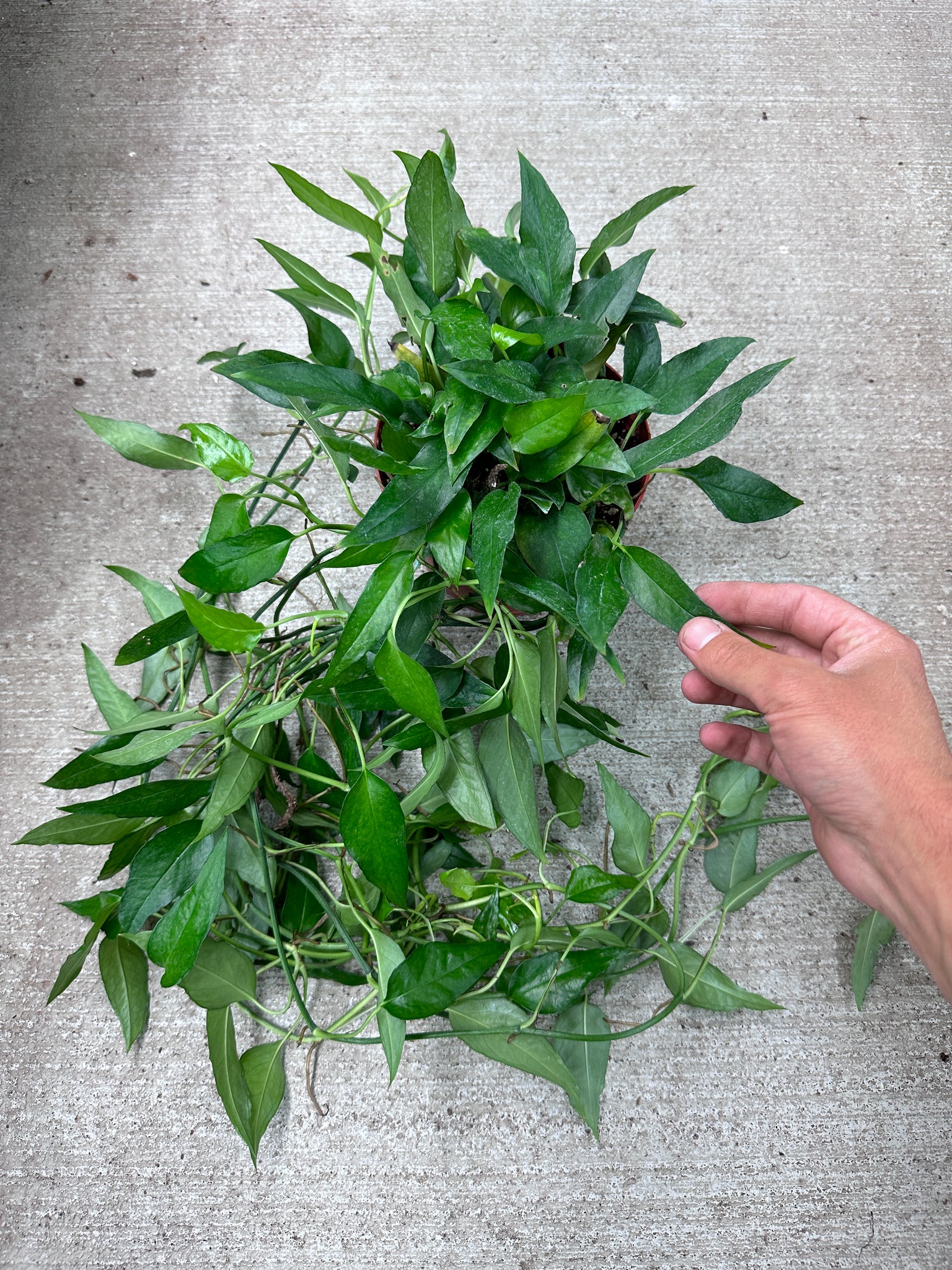 pothos skeleton key Epipremnum Skeleton Key 6"
