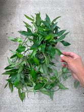 Load image into Gallery viewer, Epipremnum Skeleton Key 6&quot; - Pothos