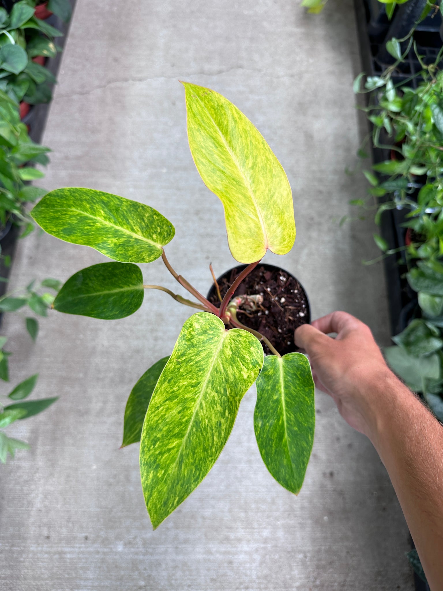 painted lady philodendron price Philodendron Painted Lady 4"