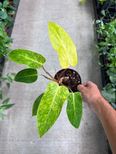 Load image into Gallery viewer, Philodendron Painted Lady 4&quot;
