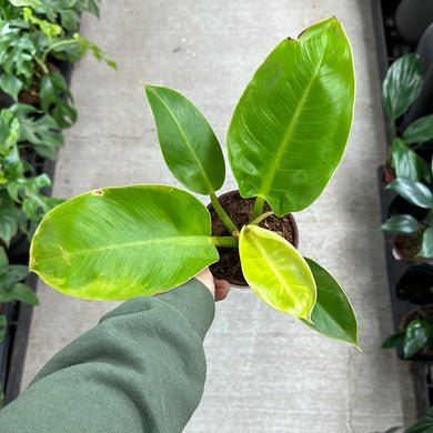Philodendron 'Moonlight' 4