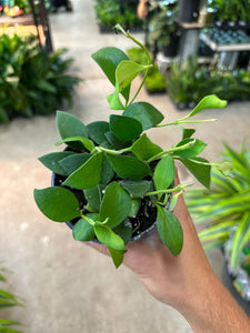 Hoya Pubera 4"