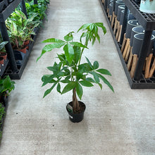 Load image into Gallery viewer, Pachira aquatica 6&quot; - Money Tree Braid