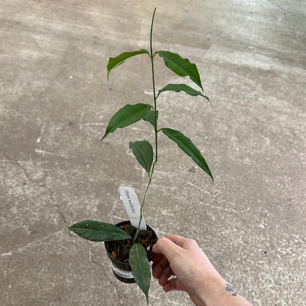 Hoya Wallichii 2