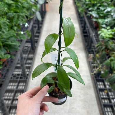 Hoya flavida 2