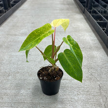 Load image into Gallery viewer, Philodendron Painted Lady 4&quot;