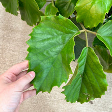 Load image into Gallery viewer, Tetrastigma Vine 10&quot; Hanging Basket