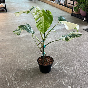 Monstera 'albo variegata' 6"