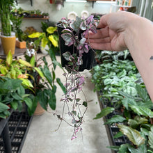 Load image into Gallery viewer, Ceropegia woodii Variegata 4&quot; - String of Hearts Variegated