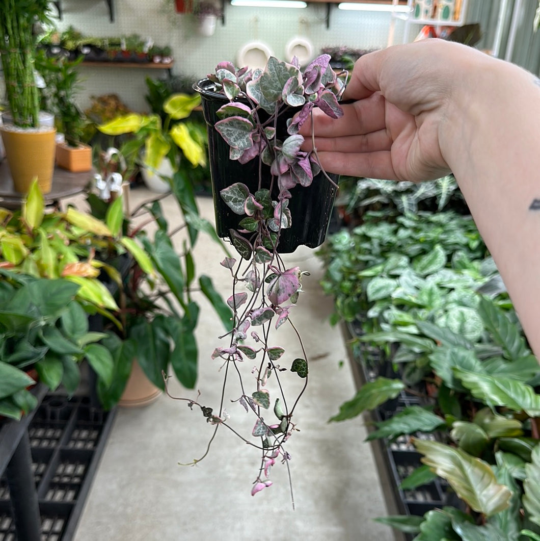 Ceropegia woodii Variegata 4
