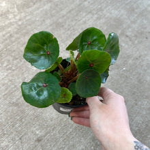 Load image into Gallery viewer, Begonia conchifolia 4&quot;