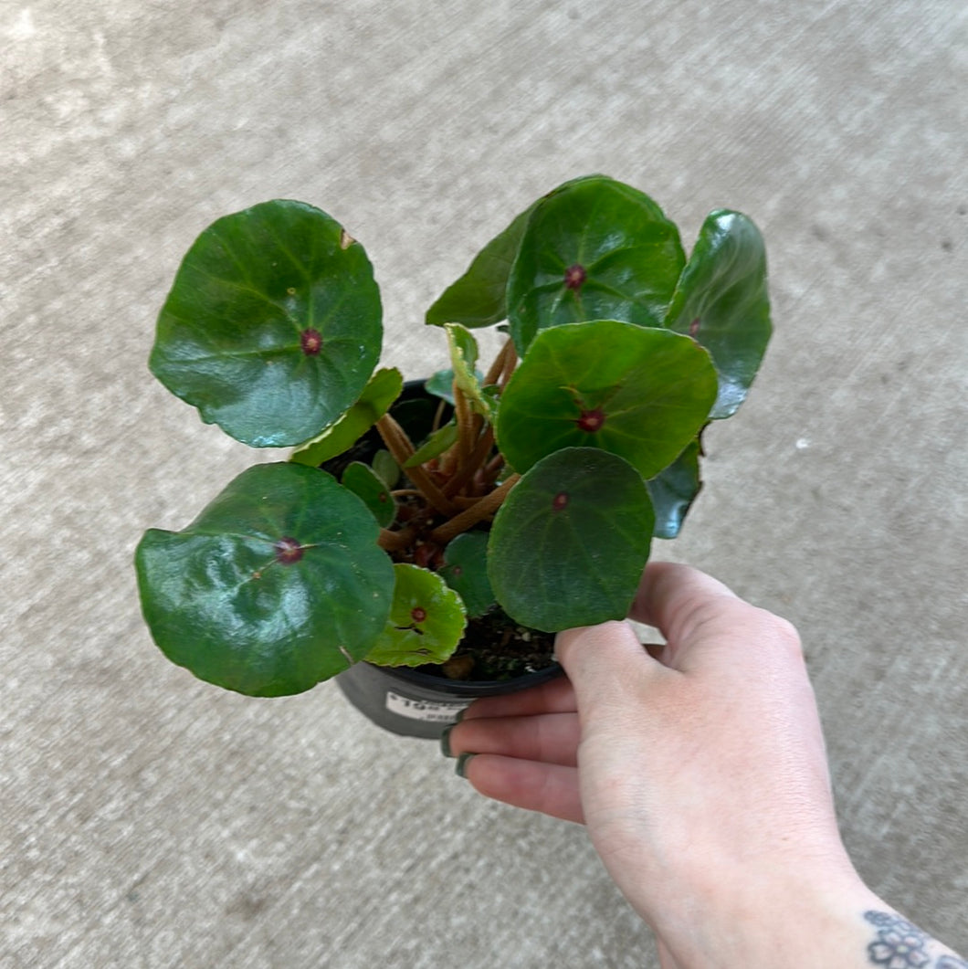 Begonia conchifolia 4