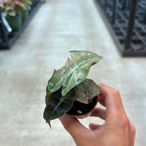 Alocasia Amazonica Variegata 2"