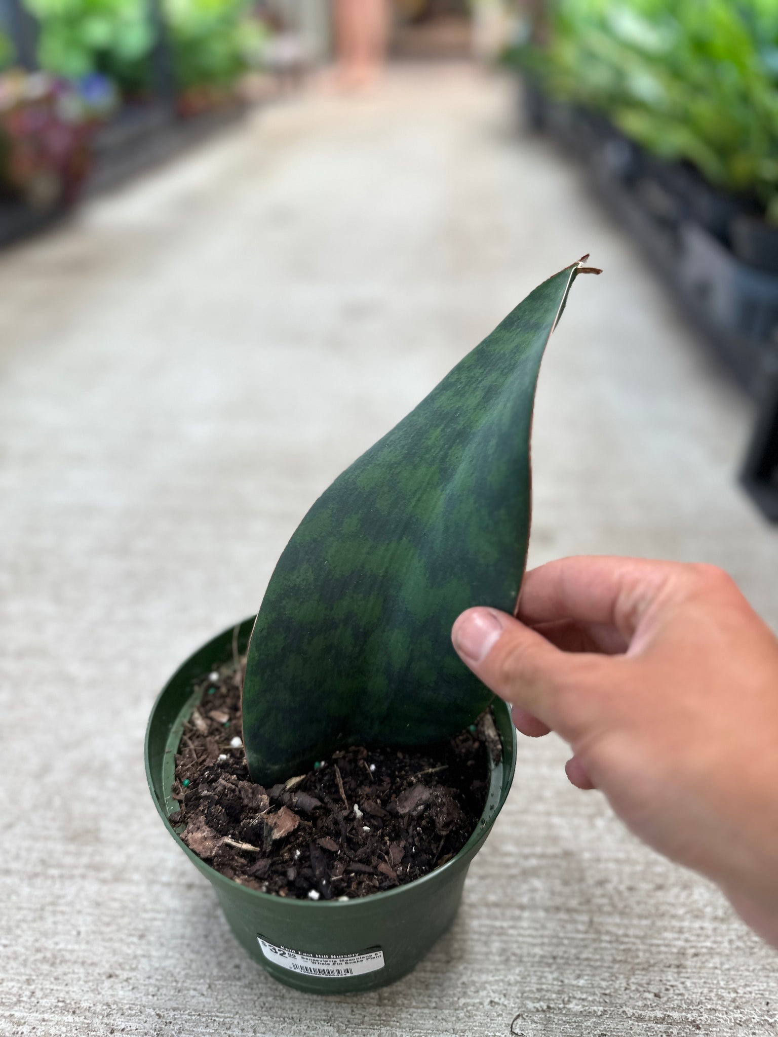 masoniana sansevieria Sansevieria Masoniana 6"