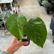 Load image into Gallery viewer, Monstera Albo Cup A