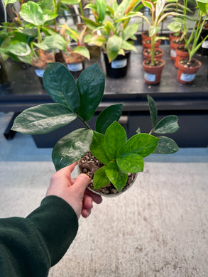 Zamioculcas Zamiifolia variegata  - Variegated ZZ Plant 4
