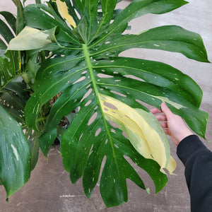 14 monstera deliciosa Monstera Thai Constellation 14" – Kent East Hill Nursery