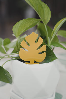 Monstera Leaf Sticky Traps