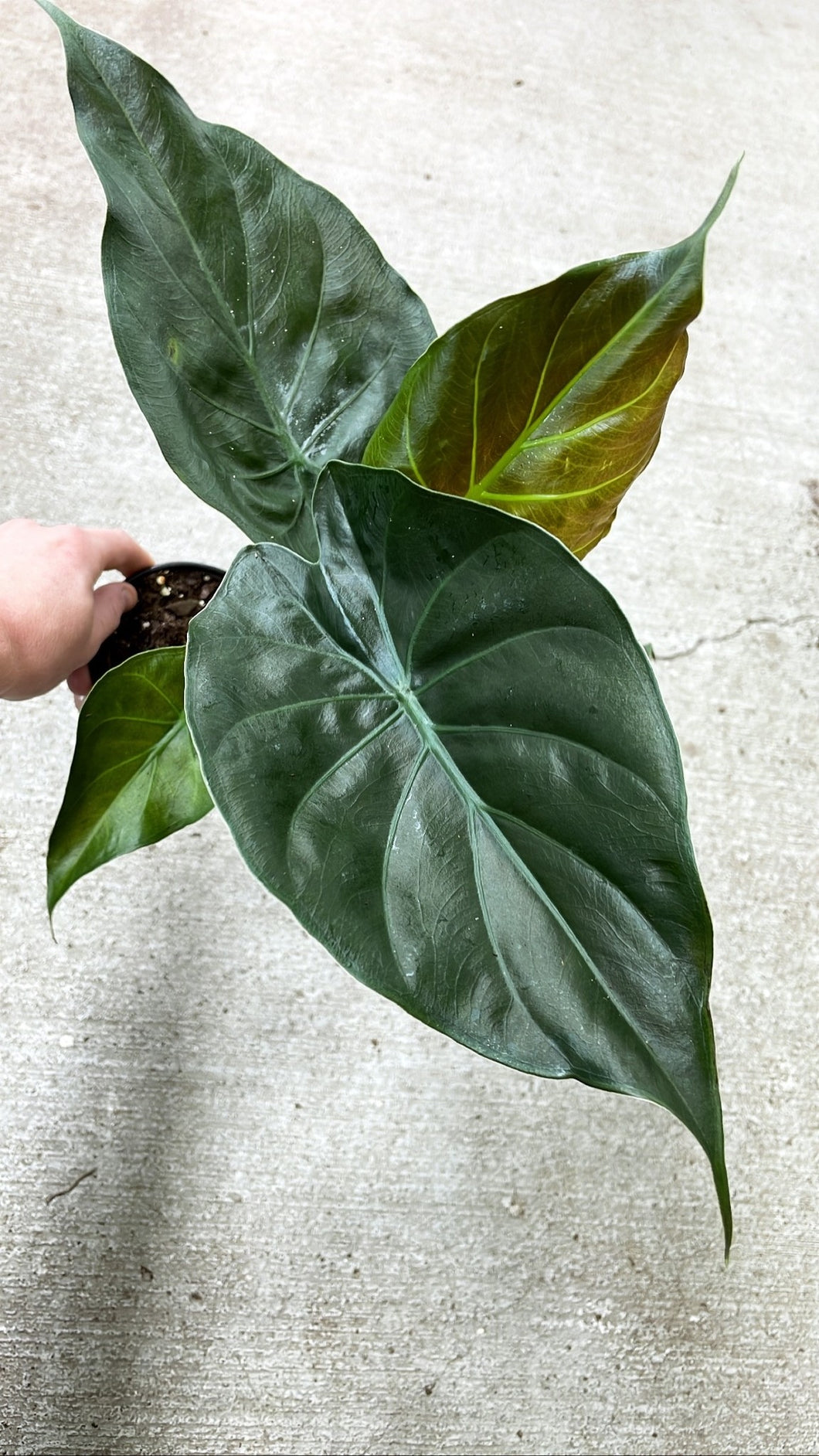 Alocasia 'Wentii'