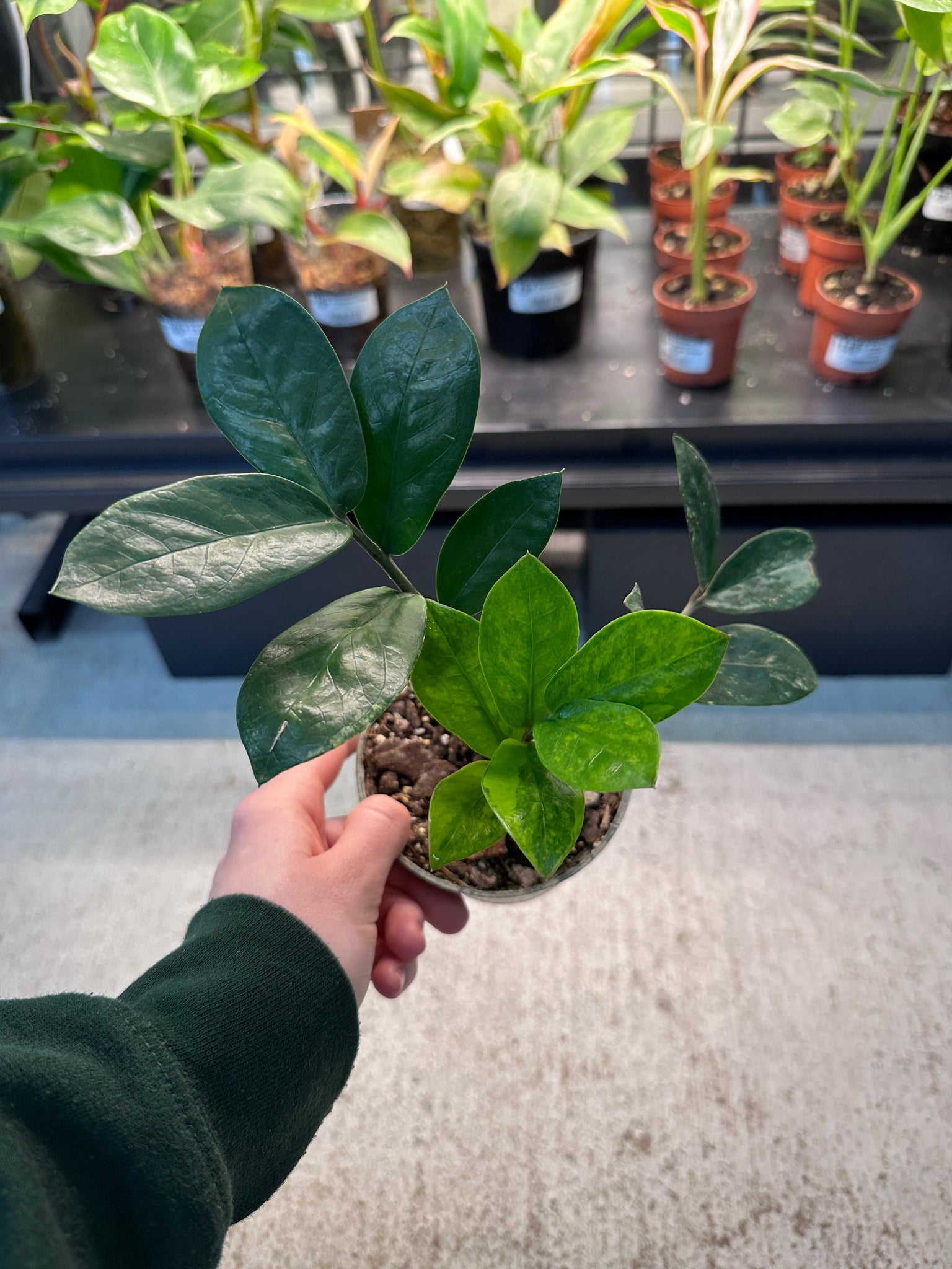 variegated zz plant for sale usa Zamioculcas Zamiifolia variegata