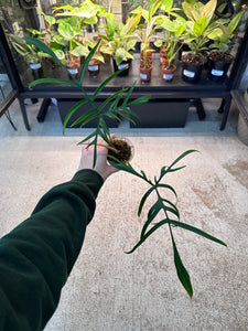 philodendron polypodioides Philodendron Polypodioides Cup – Kent East Hill Nursery